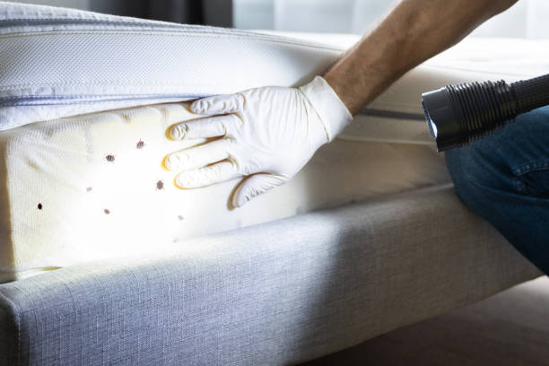 Best Ant Control Services  in Olney, IL
