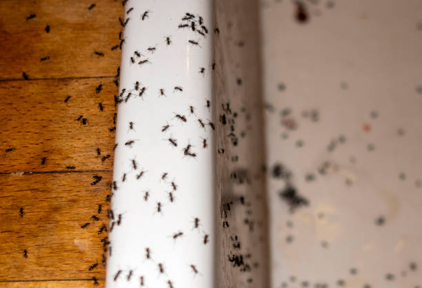 Best Mosquito Control Services  in Olney, IL
